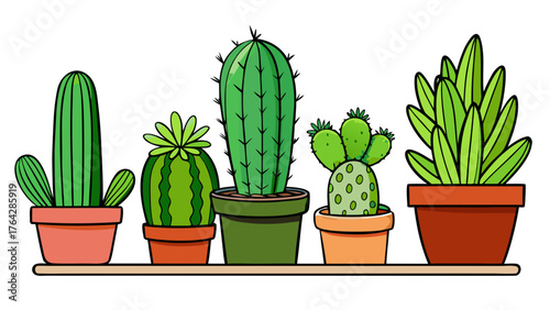 Group of various indoor cacti and succulent plants in pots