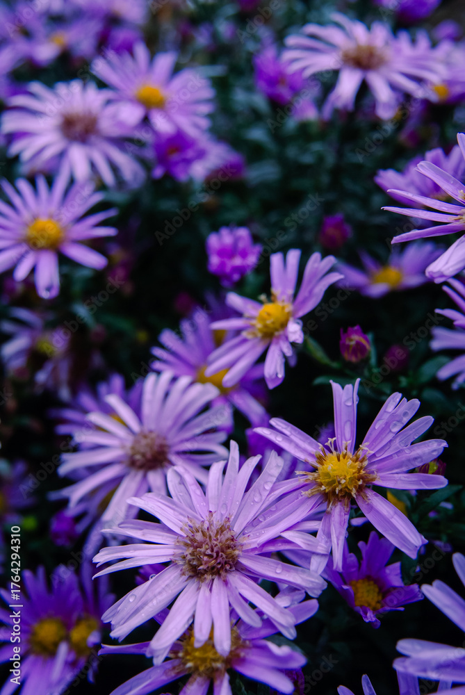 Obraz premium Detailed close-up of beautiful violet fall flowers with yellow centers 