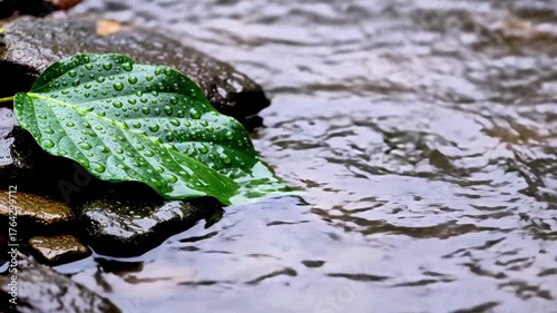 Raindrops dancing on a green leaf near a calm river in a tranquil setting