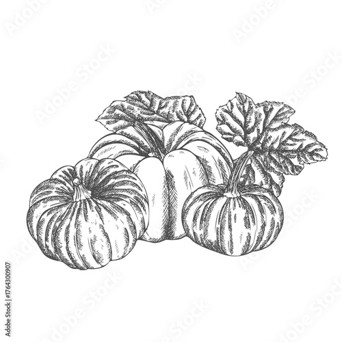 Ink sketch of pumpkin isolated on white background. Hand drawn vector illustration.