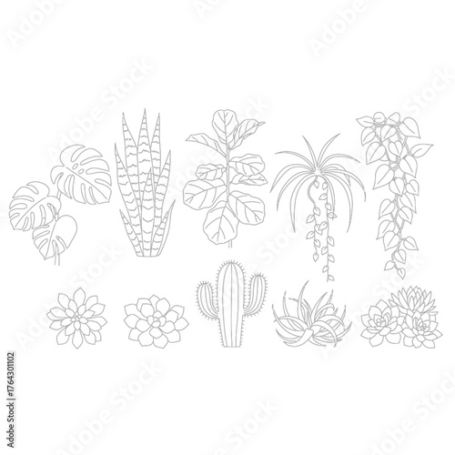 Line art illustrations of various popular houseplants including succulents, cacti, and tropical foliage, perfect for home decor.