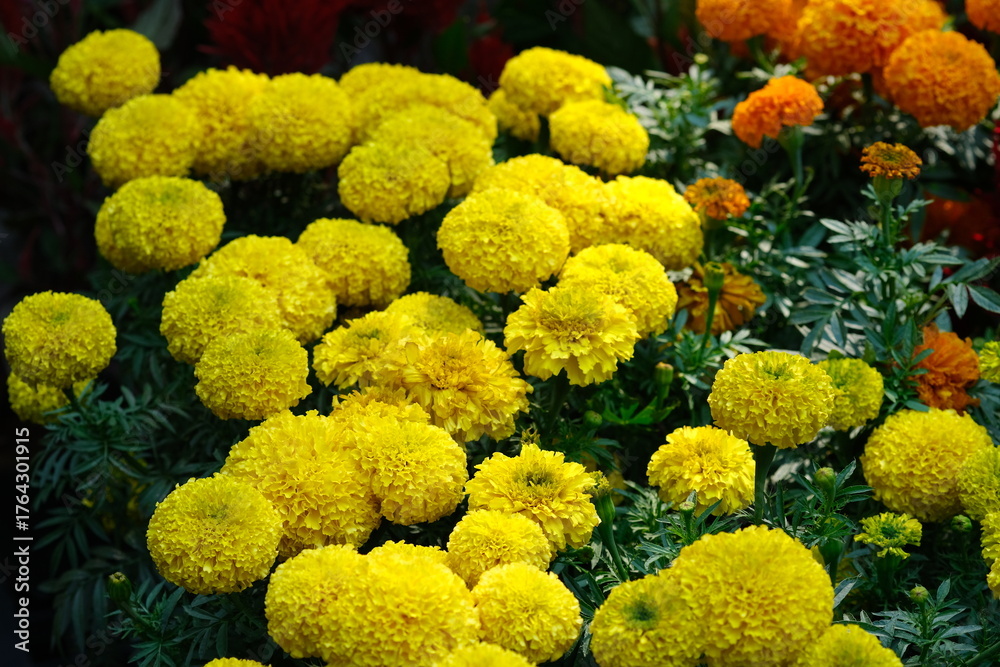 Naklejka premium Vibrant marigold flowers in full bloom with yellow and orange hues, growing in a lush garden with rich green foliage. 