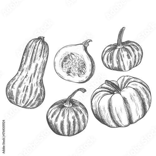 Pumpkins, butternut squash and gourd. Ink sketch collection isolated on white background. Hand drawn vector illustration.