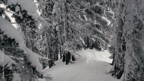 Walking by Frozen Trees in Snow Covered Forest