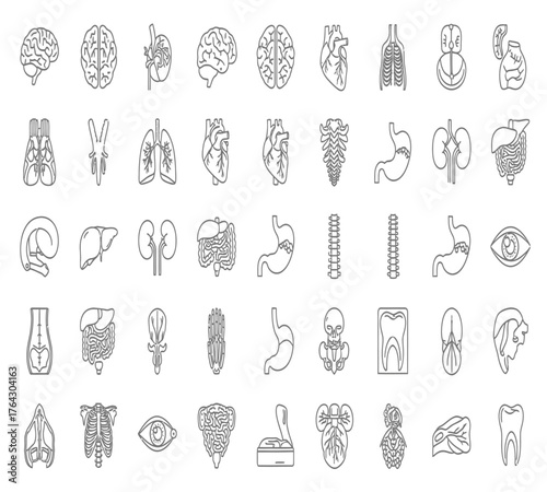 Collection of human organs isolated on white background a comprehensive set of anatomical illustrations showcasing various vital organs in detailed line art style