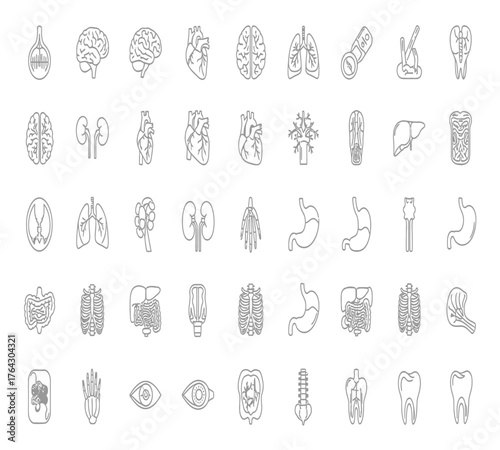 Collection of human organs isolated on white background a comprehensive set of anatomical illustrations showcasing various vital organs in detailed line art style