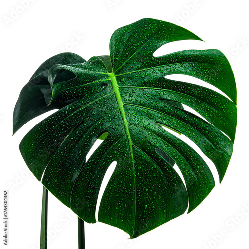 Monstera Leaf: A close-up view of a vibrant green monstera leaf, adorned with glistening water droplets, epitomizing the purity and natural beauty of the plant kingdom.