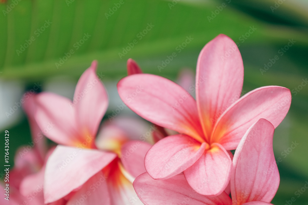 Fototapeta premium Close Up Artistic Depiction of Plumeria Flower in Bloom Still Life