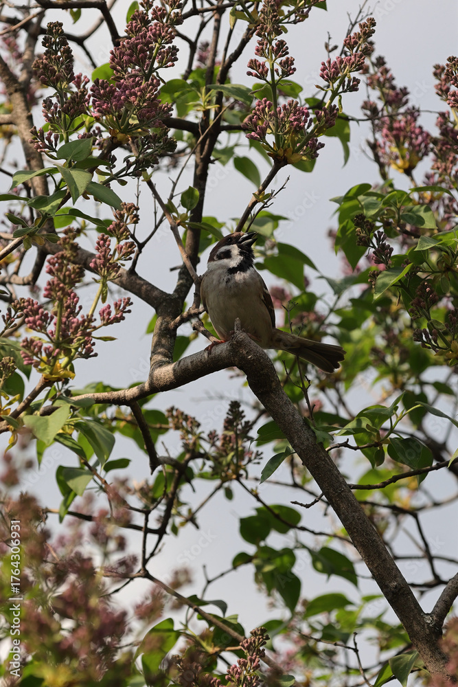 Obraz premium A Small Sparrow Perched On A Branch Of A Lilac Bush With Unopened Flower Buds, A Scene Of Wildlife In A Spring Garden.