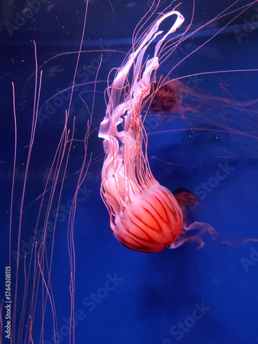 large pink purple jellyfish with long tentacles, in the deep sea, ocean, in a blue aquarium. jellyfish dance, swim underwater
