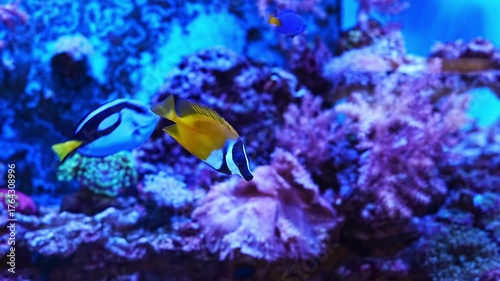 Explore colorful fish swimming in a vibrant aquarium