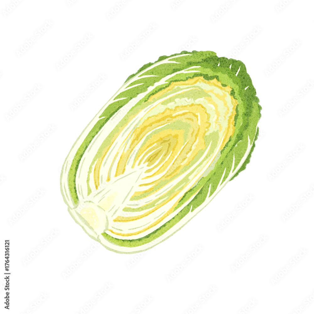 Obraz premium 半分に切った白菜の水彩イラスト｜手描き・料理素材・冬野菜・食品クリップアート