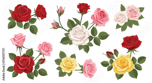 Beautiful roses of various colors, perfect for floral arrangements.