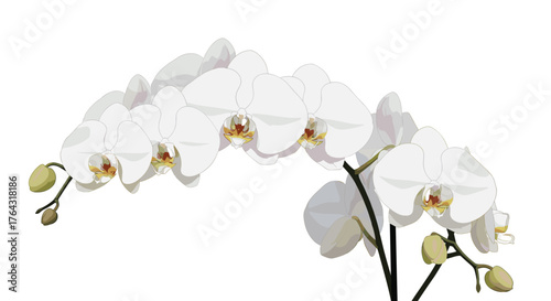 Elegant white orchid blossoms in full bloom, showcasing delicate petals and vibrant details.