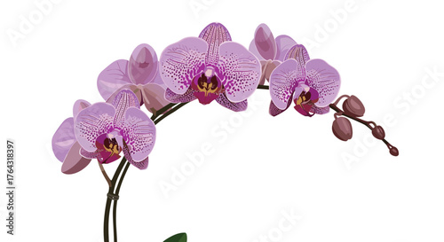 Elegant orchid blossoms in full bloom, showcasing delicate petals and vibrant colors.