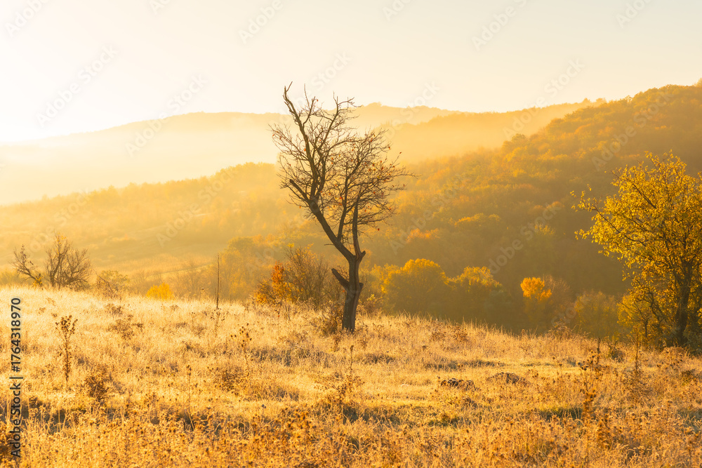 Obraz premium Magical autumn scenery in the Republic of Moldova, with golden forests and peaceful Eastern European charm