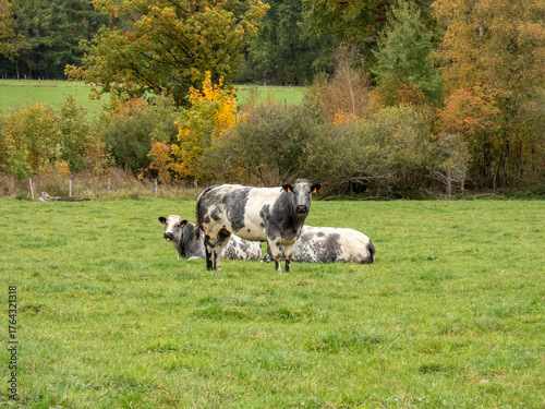 blanc blue belges cows in a field