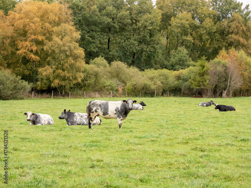 blanc blue belge cows in a meadow in autumn