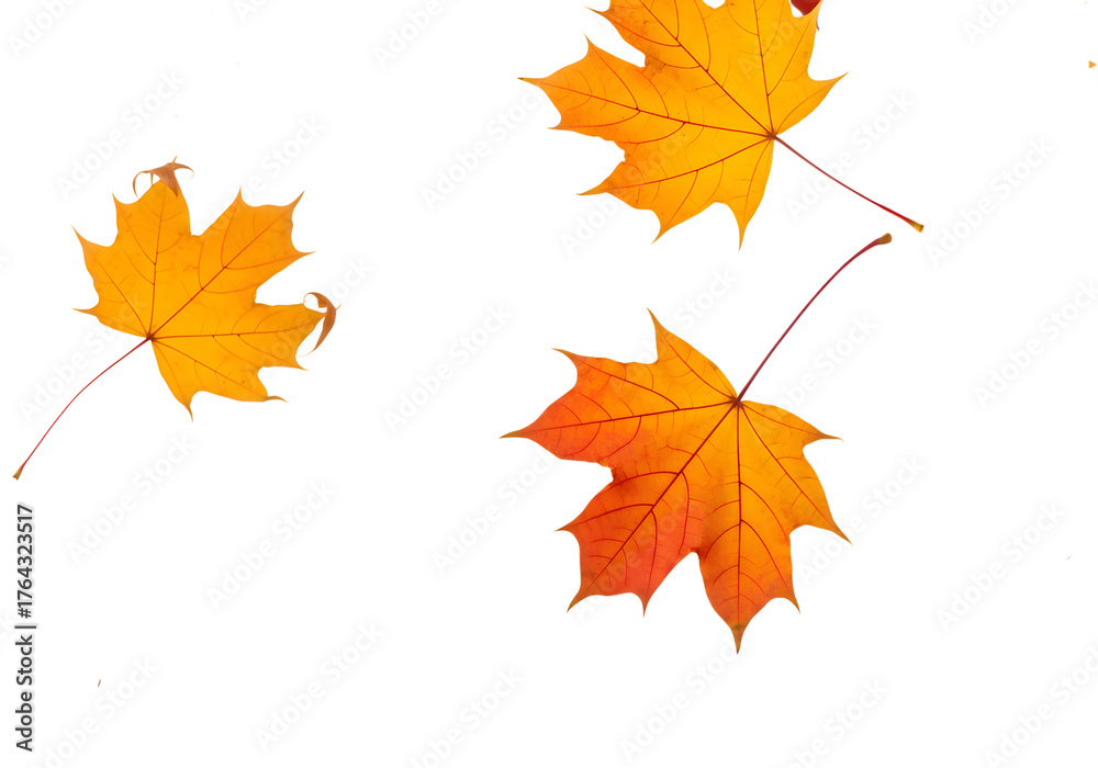 Fototapeta premium Vibrant autumn maple leaves gracefully falling, showcasing warm orange and yellow hues in a dynamic seasonal display perfect for festive designs.