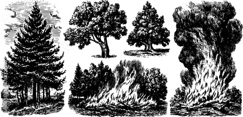 Engravings of trees and fire in a vintage style. Black and white vector illustrations set in a hand-drawn outline format.