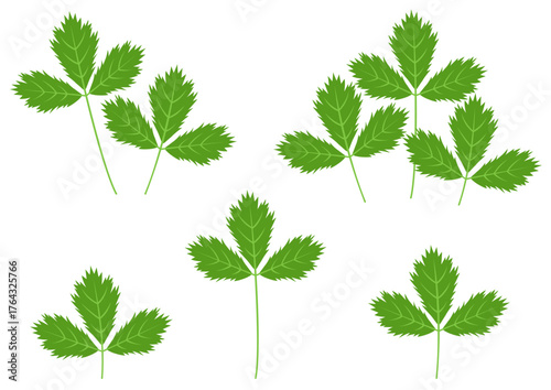 色々なミツバのイラストのセット
