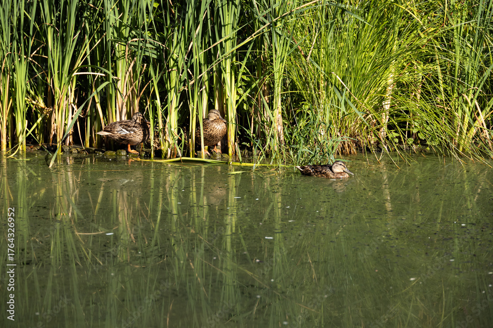 Obraz premium Brown mallard ducks standing and swimming near water plants in a peaceful natural wetland habitat