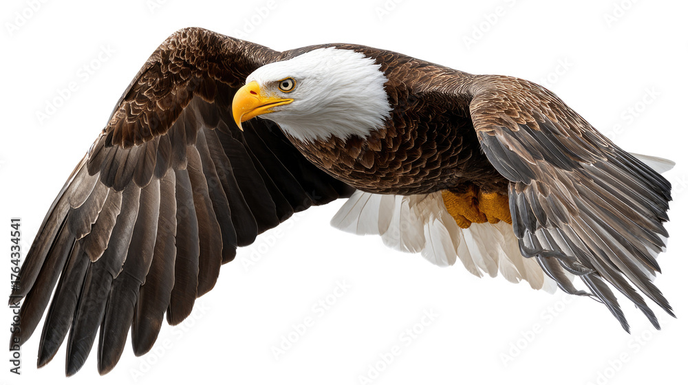 Obraz premium Majestic Eagle in Flight: A powerful bald eagle soars through the air, wings spread wide, showcasing its strength and freedom.