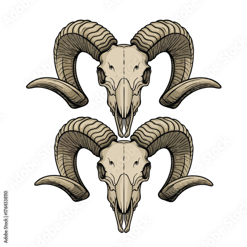 A detailed handdrawn illustration of two symmetrical ram skulls with large textured curved horns.