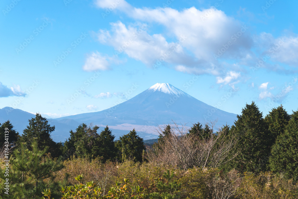 Fototapeta premium 日本：富士山をバックに函南原生林／静岡県函南町・11月