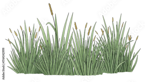 Lush Greenery Grass and Reed Bed Illustration
