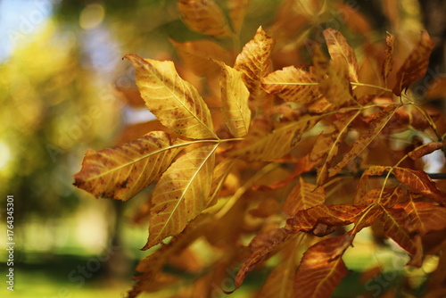 Autumn leaves on a tree