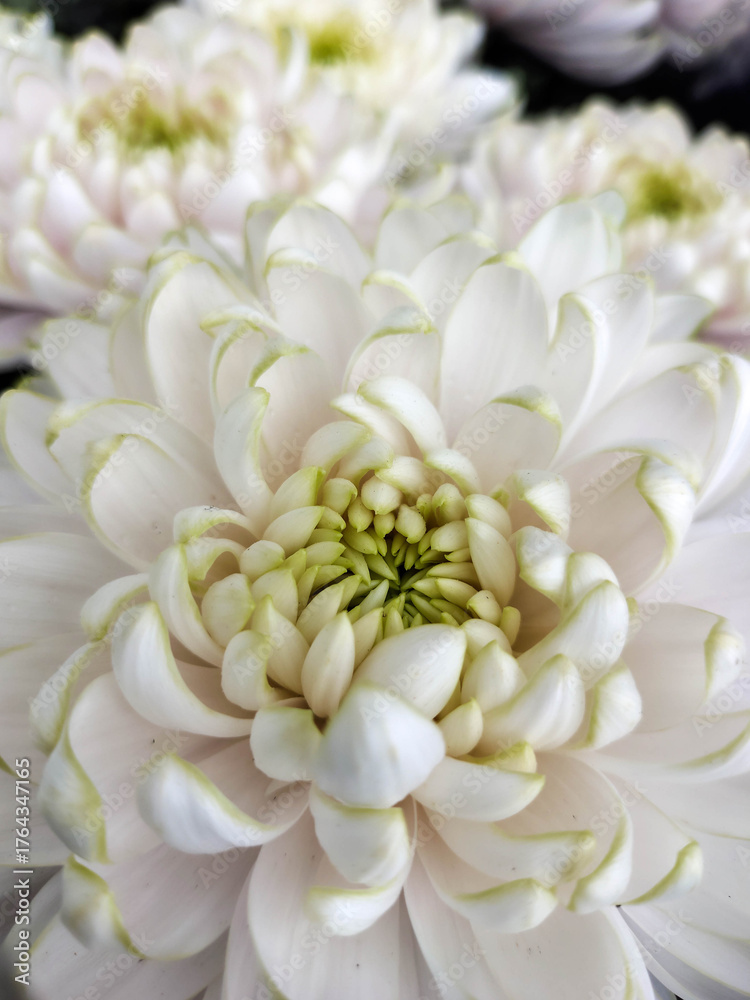 Fototapeta premium Chrysanthemums, flowers associated with memory, respect and transience. 