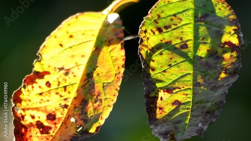 autumnal painted leaves in back-lighting with zoom out
