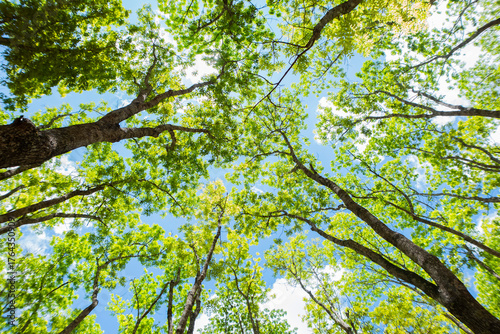 View looking up through a lush green tree canopy toward the bright sky, showcasing peaceful nature scenery and vibrant forest foliage