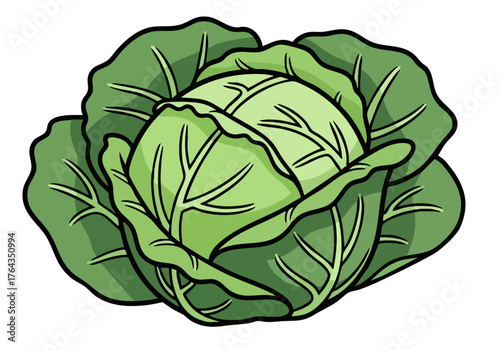 A detailed illustration of a cabbage, grain base, showcasing its textured leaves. Clean lines and a simple design make it ideal for various commercial applications.