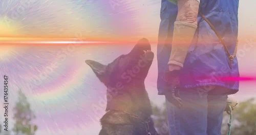 Fototapeta Holding leash, owner in blue vest training German shepherd in grassy clearing, with training sleeve