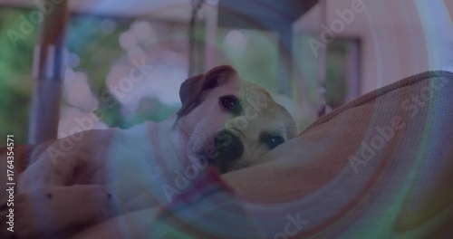 Resting small white-and-brown dog gazing at camera on covered porch hammock, with beige cushion