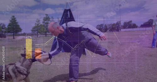 Fototapeta Training dog trainer on field using bite sleeve with German shepherd in harness biting