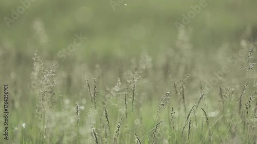 Green meadow grass against a blurred background. Nature background. The camera moves along the grass. Slow motion