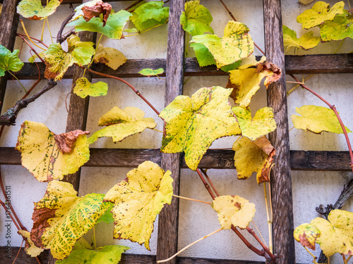 Autumn grapevine leaves on a wooden trellis, with yellow and brown colors showing the end of the season.