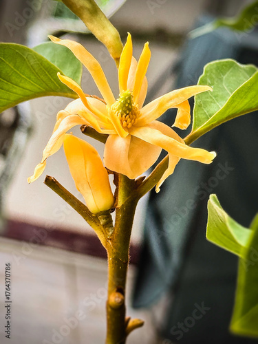 Magnolia Champaca flower,yellow petals,fragrant and organic flower,