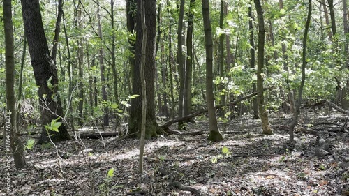 Summer sunny forest. Sun light in woods, green park landscape with sunshine, autumn woodland path
