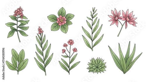 Hand-drawn floral collection of various plant types and blooming flowers for decoration