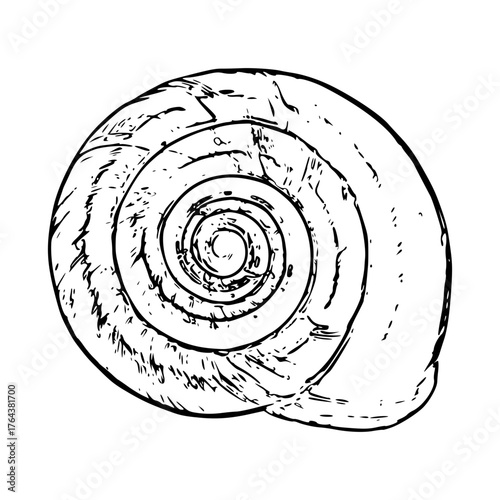 snail shell outline vector