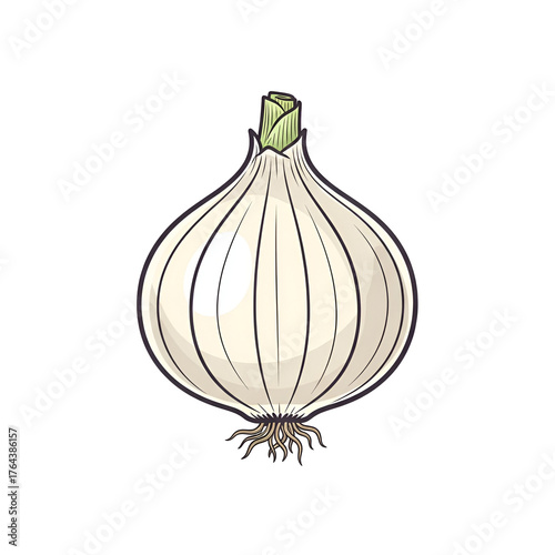 Wallpaper Mural White onion isolated on transparent background Torontodigital.ca