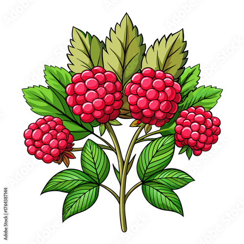 Illustration of raspberries on a branch with leaves