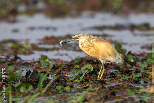 Squacco Heron (Ardeola rolloides) with fish in its beak whilst standing on water lillies in the Chobe River, Botswana.