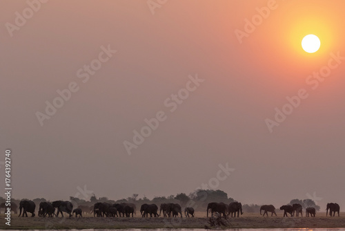 Herd of elephant (Loxodonta) walking along the banks of the Chobe River at sunset, Kasane, Botswana