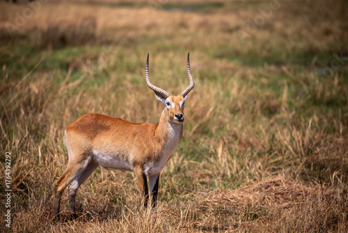 Male Red Lechwe (Kobus leche) standing proud in Moremi game reserve, botswana.