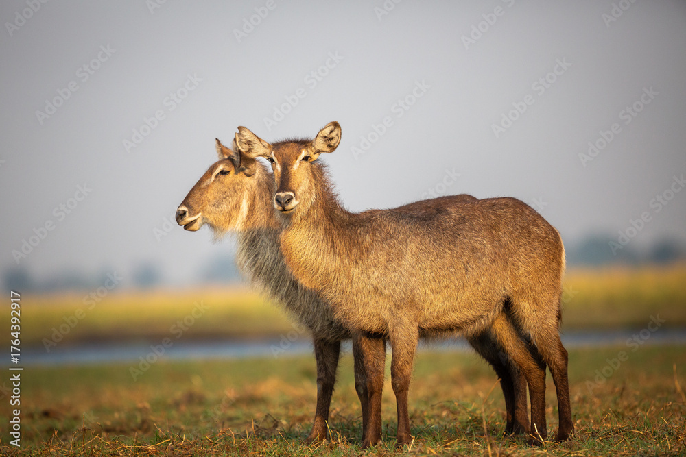Fototapeta premium Two female (Kobus ellipsiprymnus) Waterbuck standing alongside the Chobe River, Kasane, Botswana.